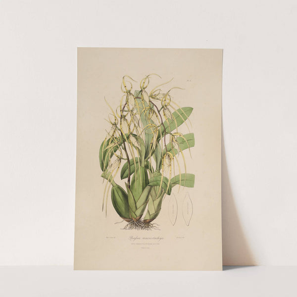 Sertum orchidaceum; A wreath of the most beautiful orchidaceous flowers Pl.06 by John Lindley
