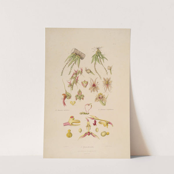 Sertum orchidaceum; A wreath of the most beautiful orchidaceous flowers Pl.08 by John Lindley