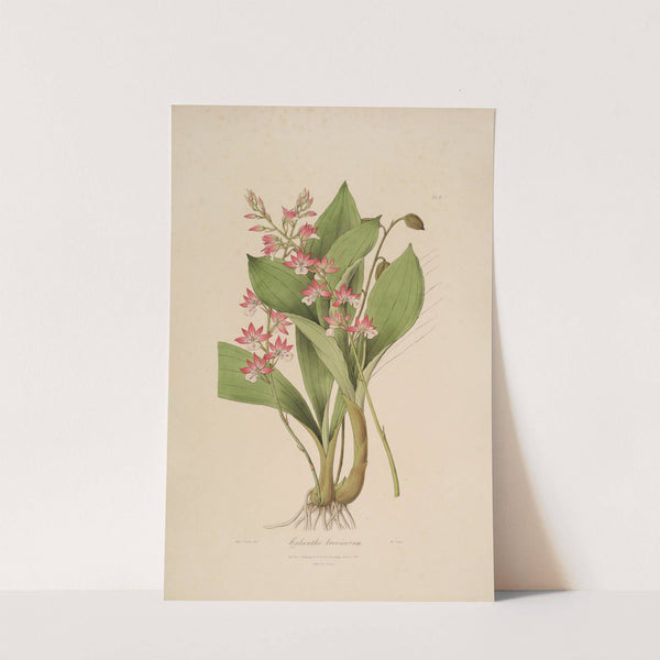 Sertum orchidaceum; A wreath of the most beautiful orchidaceous flowers Pl.09 by John Lindley