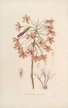 Sertum orchidaceum; A wreath of the most beautiful orchidaceous flowers Pl.13