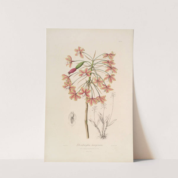 Sertum orchidaceum; A wreath of the most beautiful orchidaceous flowers Pl.13 by John Lindley