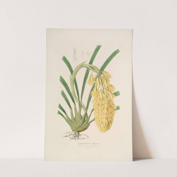 Sertum orchidaceum; A wreath of the most beautiful orchidaceous flowers Pl.14 by John Lindley