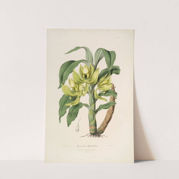 Sertum orchidaceum; A wreath of the most beautiful orchidaceous flowers Pl.16 by John Lindley