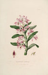 Sertum orchidaceum; A wreath of the most beautiful orchidaceous flowers Pl.18