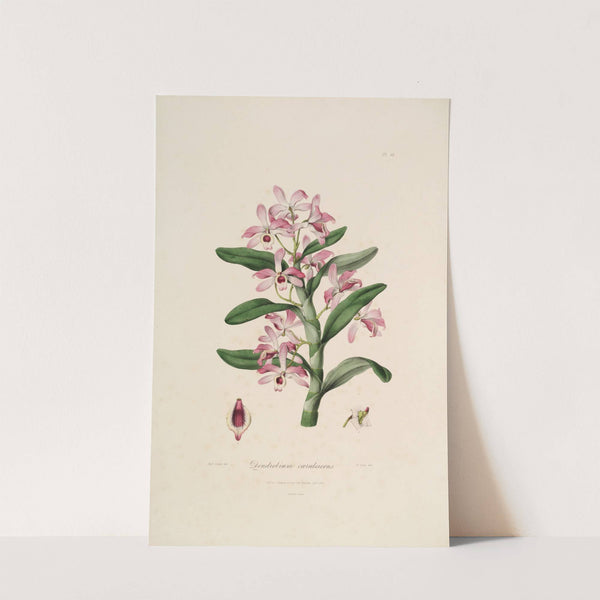 Sertum orchidaceum; A wreath of the most beautiful orchidaceous flowers Pl.18 by John Lindley