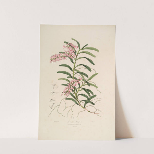 Sertum orchidaceum; A wreath of the most beautiful orchidaceous flowers Pl.19 by John Lindley