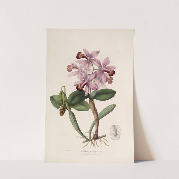 Sertum orchidaceum; A wreath of the most beautiful orchidaceous flowers Pl.22 by John Lindley