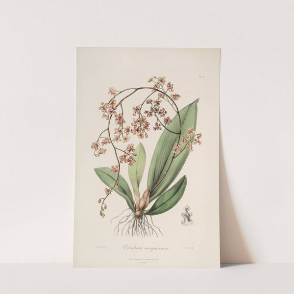 Sertum orchidaceum; A wreath of the most beautiful orchidaceous flowers Pl.27 by John Lindley