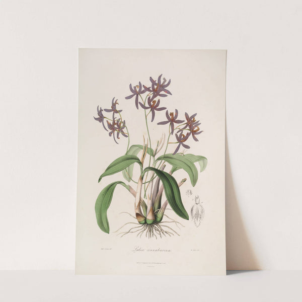 Sertum orchidaceum; A wreath of the most beautiful orchidaceous flowers Pl.28 by John Lindley