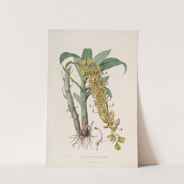 Sertum orchidaceum; A wreath of the most beautiful orchidaceous flowers Pl.33 by John Lindley