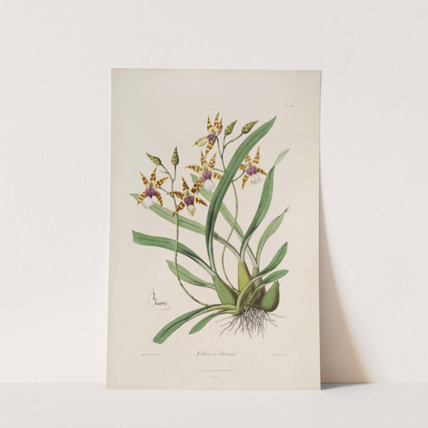 Sertum orchidaceum; A wreath of the most beautiful orchidaceous flowers Pl.34 by John Lindley
