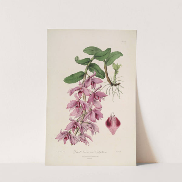 Sertum orchidaceum; A wreath of the most beautiful orchidaceous flowers Pl.35 by John Lindley