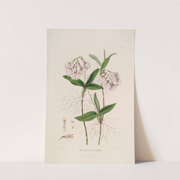 Sertum orchidaceum; A wreath of the most beautiful orchidaceous flowers Pl.36 by John Lindley