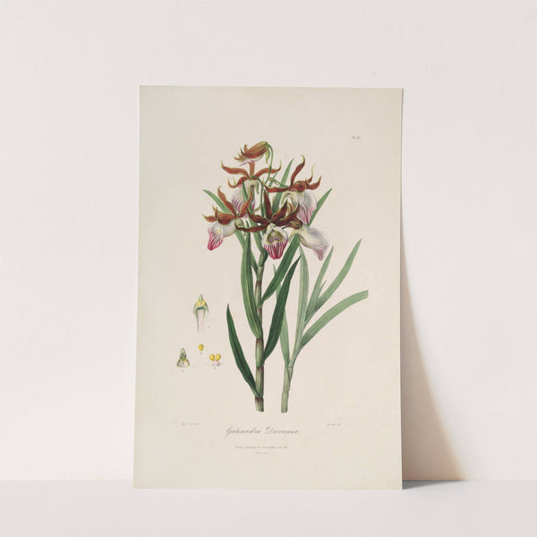 Sertum orchidaceum; A wreath of the most beautiful orchidaceous flowers Pl.37 by John Lindley