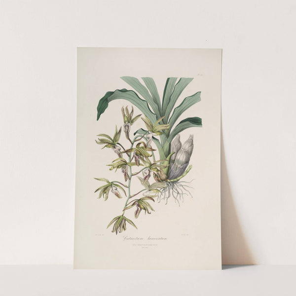 Sertum orchidaceum; A wreath of the most beautiful orchidaceous flowers Pl.38 by John Lindley