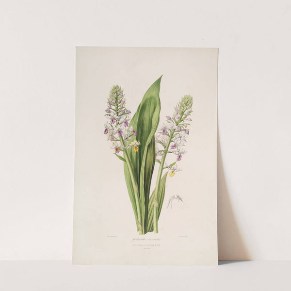 Sertum orchidaceum; A wreath of the most beautiful orchidaceous flowers Pl.42 (1838) by John Lindley