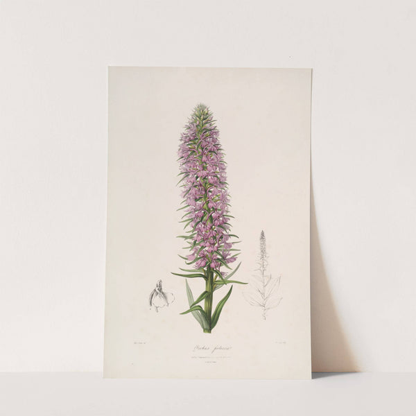 Sertum orchidaceum; A wreath of the most beautiful orchidaceous flowers Pl.44 (1838) by John Lindley