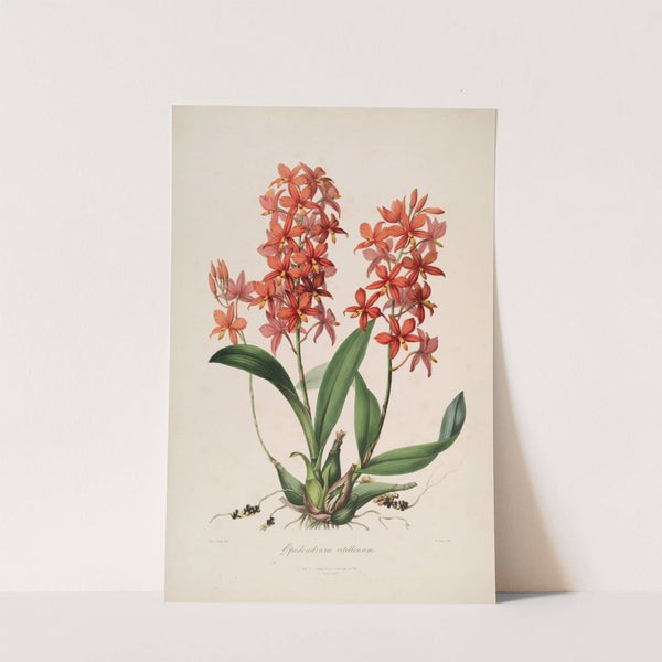 Sertum orchidaceum; A wreath of the most beautiful orchidaceous flowers Pl.45 (1838) by John Lindley