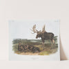 Servus alces, Moose Deer. Old male & young. (1845-1848) by John Woodhouse Audubon