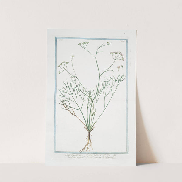 Seseli Massilliense, Ferulæ folio – Seseli minore – Le Seseli de Marseille. (Moon carrot) (1772-1793) by Giorgio Bonelli