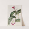 Sessile-flowered Sobralia (1815-1819) by Sydenham Edwards
