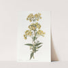 Sessile-leaved Calceolaria (1815-1819) by Sydenham Edwards
