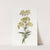 Sessile-leaved Calceolaria (1815-1819) by Sydenham Edwards