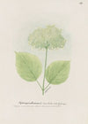 Seven barks, wild hydrangea