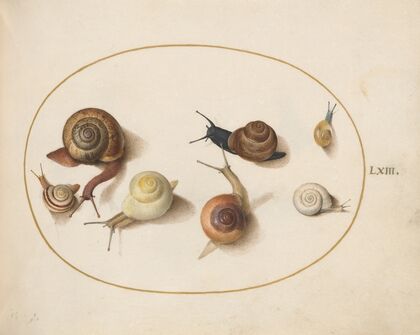 Seven Snails (1575-1590)