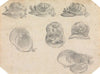 Seven Studies of Jockeys’ Caps
