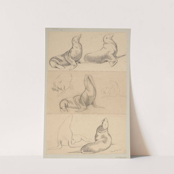 Seven Studies of Seals (1884) by Hans Thoma