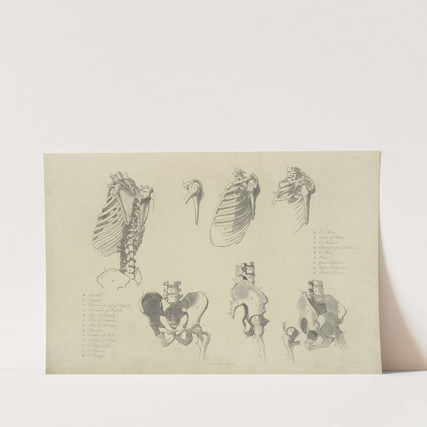 Seven views of bones of ribcage and pelvis by M.A. Nattali