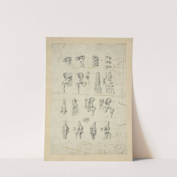 Several views of bones of pelvis, knee, and foot by M.A. Nattali