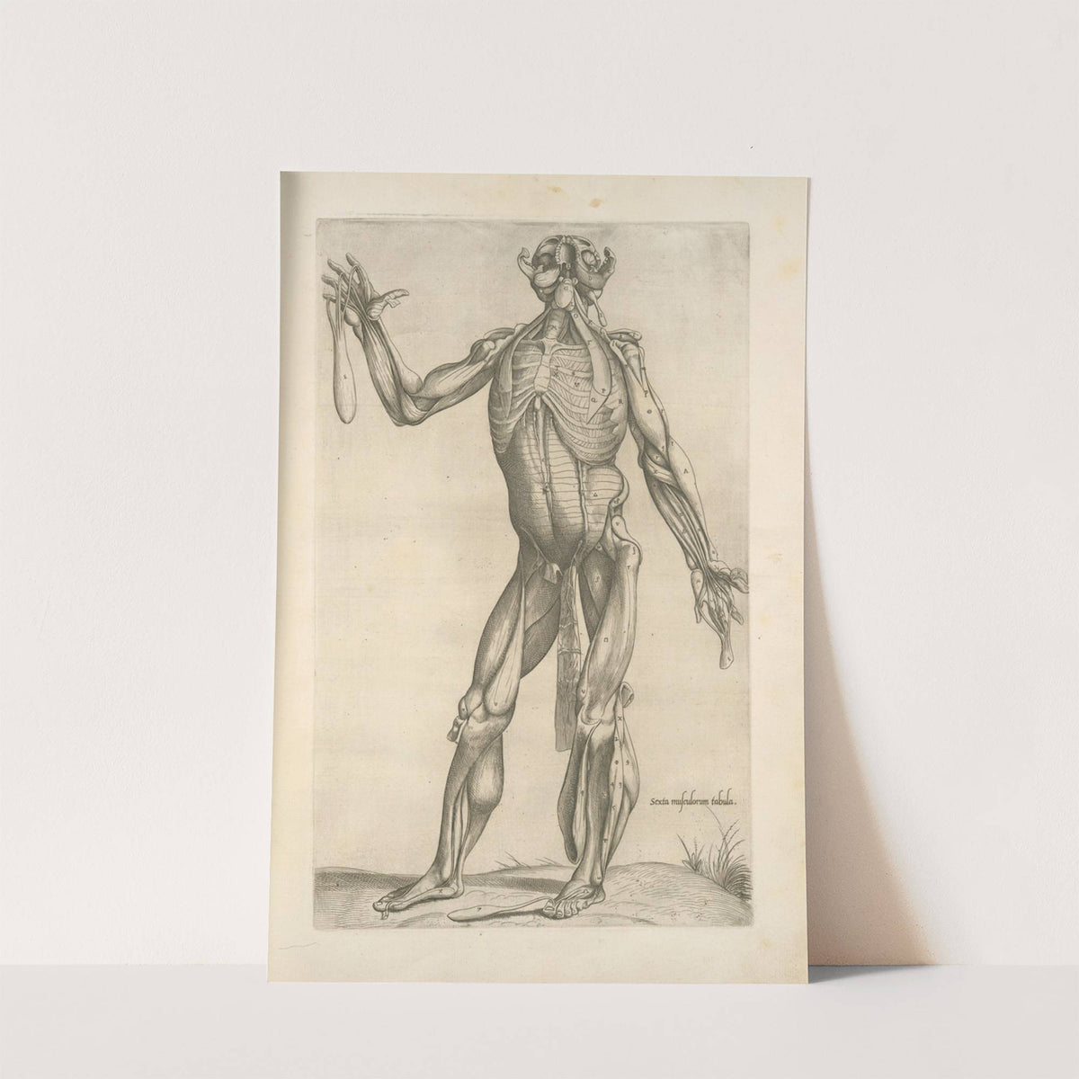 Sexta musculorum tabula (1545) by Thomas Geminus