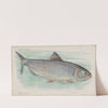 Shad (1889) by Allen & Ginter