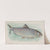 Shad (1889) by Allen & Ginter