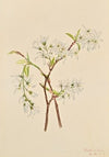Shadbush (Amelianchier oblongifolia) (1919)