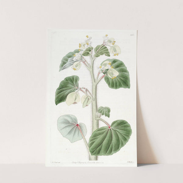 Shaggy Begonia (1815-1819) by Sydenham Edwards