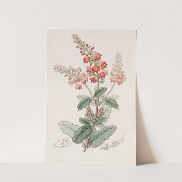 Shaggy Gastrolobe (1815-1819) by Sydenham Edwards