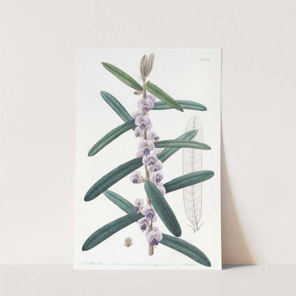 Shaggy Hovea (1815-1819) by Sydenham Edwards