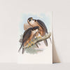 Shaheen Falcon by John Gould