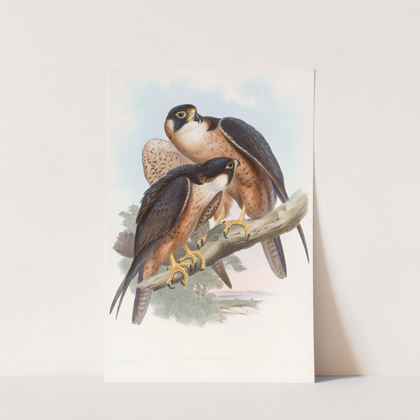 Shaheen Falcon by John Gould