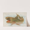 Shark (1889) by Allen & Ginter