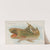 Shark (1889) by Allen & Ginter