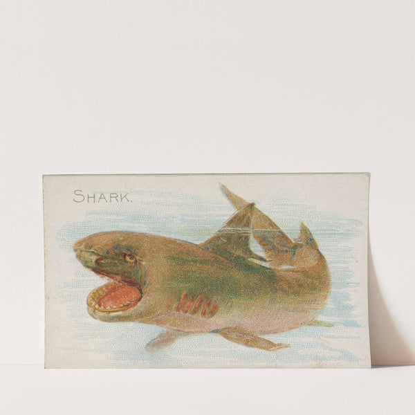 Shark (1889) by Allen & Ginter