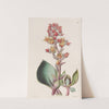 Sharp-leaved Echeveria (1815-1819) by Sydenham Edwards
