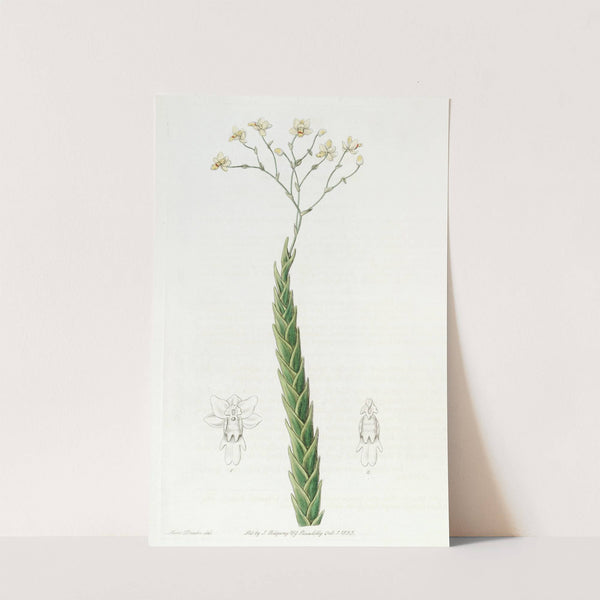 Sharp-leaved Fernandezia (1815-1819) by Sydenham Edwards