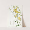 Sharp-leaved Spanish Broom (1815-1819) by Sydenham Edwards
