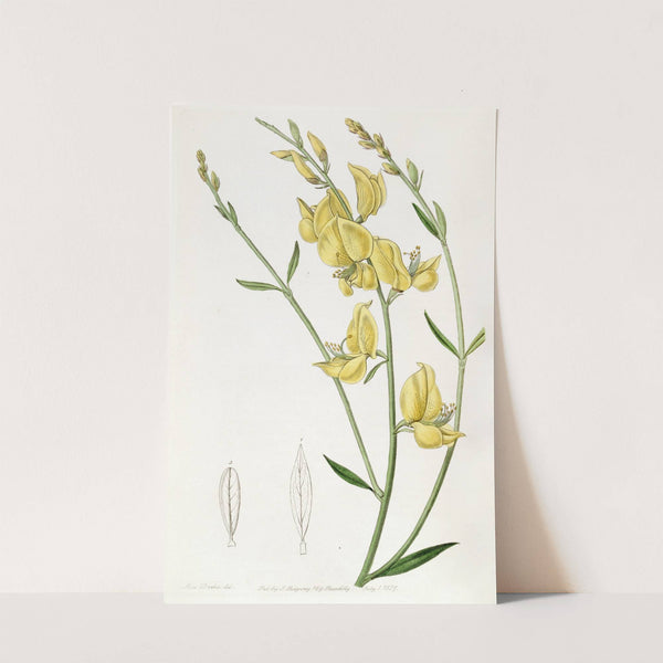 Sharp-leaved Spanish Broom (1815-1819) by Sydenham Edwards
