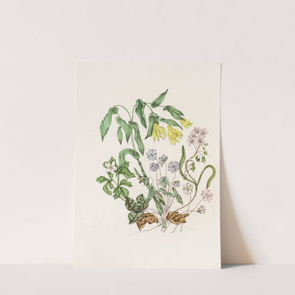 Sharp Lobed Hepàtica, Large Flowered Bellwort,Wood Anemon, Spring Beauty (1868) by Agnes Fitzgibbon